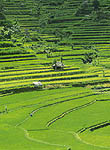 jatiluwih_sawah.jpg